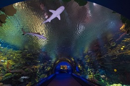 WCS, Coney Island Community, and City of New York Celebrate Ribbon Cutting of Ocean Wonders: Sharks! at the New York Aquarium